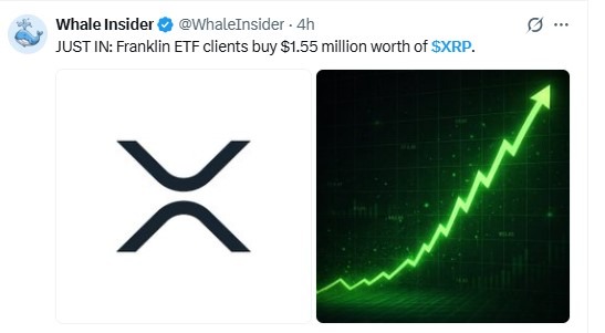 XRP Whale Insider